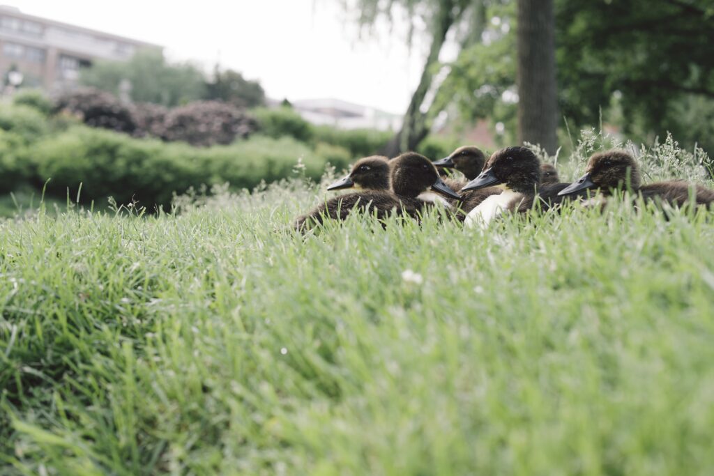 A group of ducklings nestled in the grass, with soft focus on the surrounding greenery.