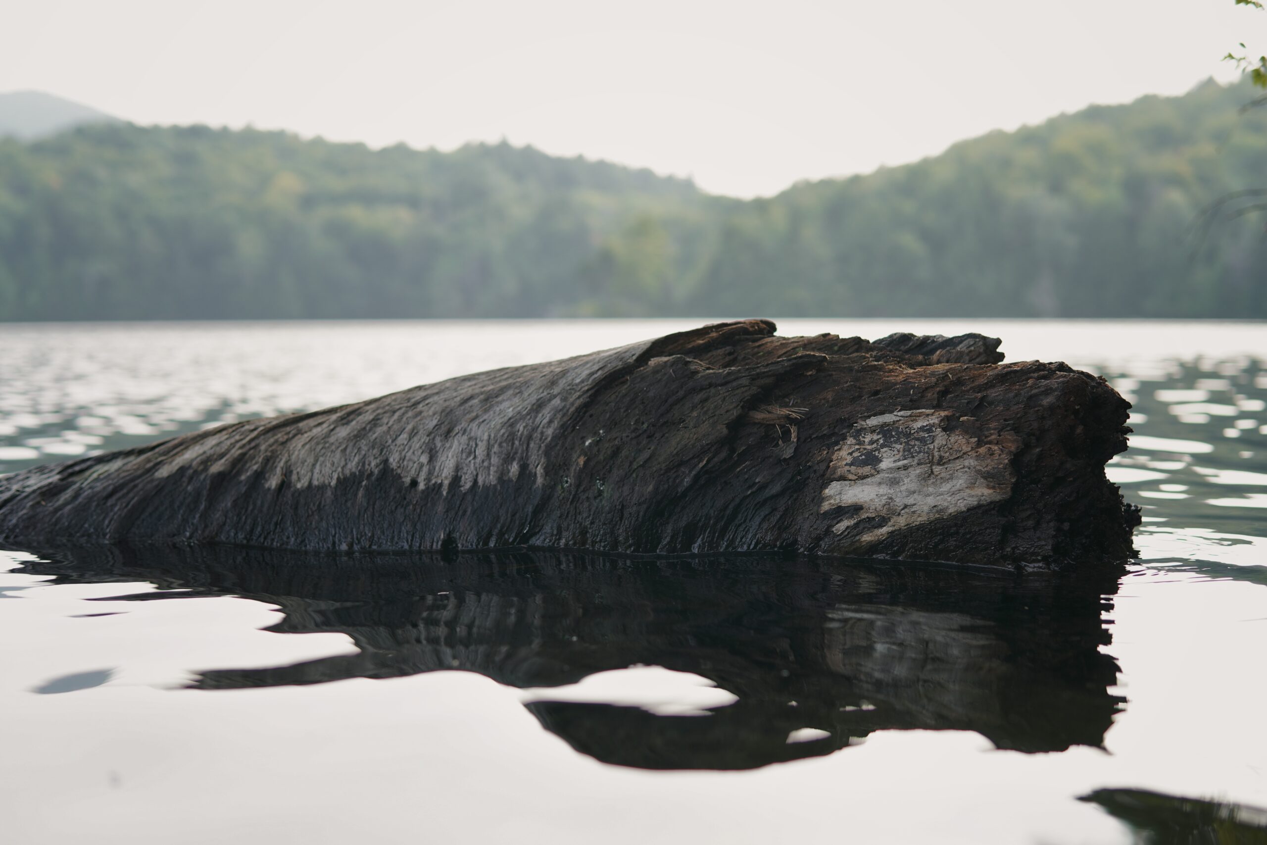 Still Waters, Silent Wood