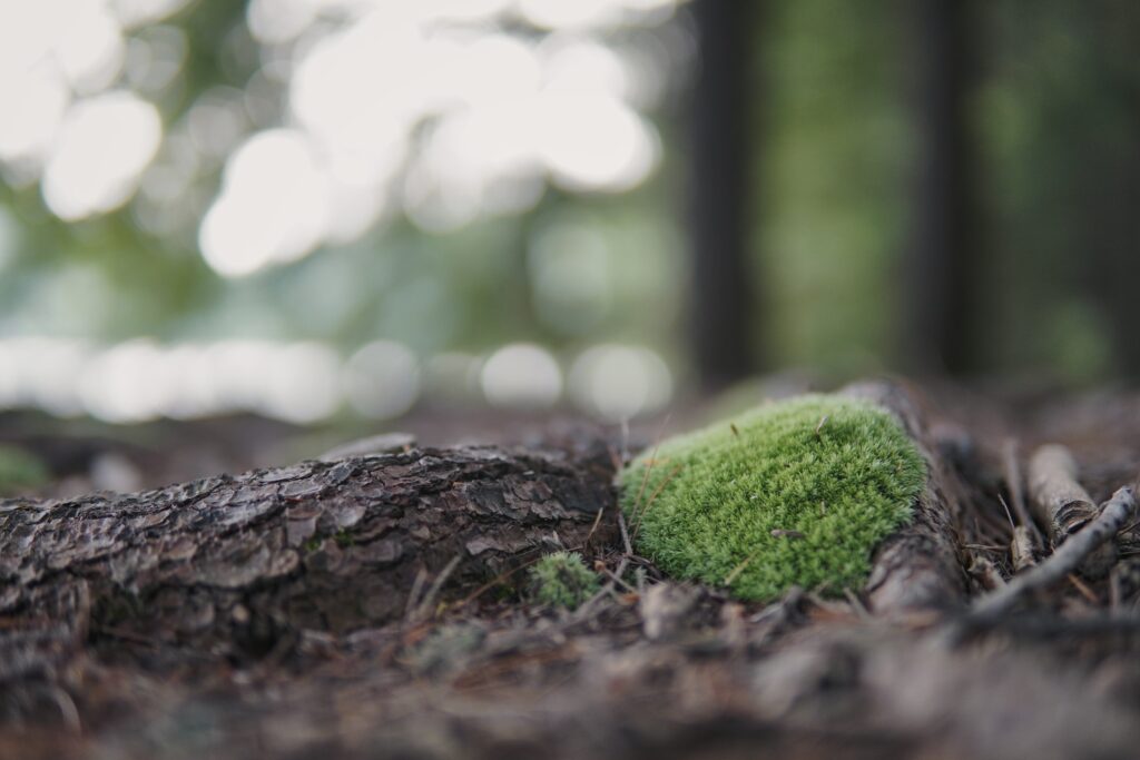 A patch of green moss growing on the forest floor with tree bark and soft light in the background.