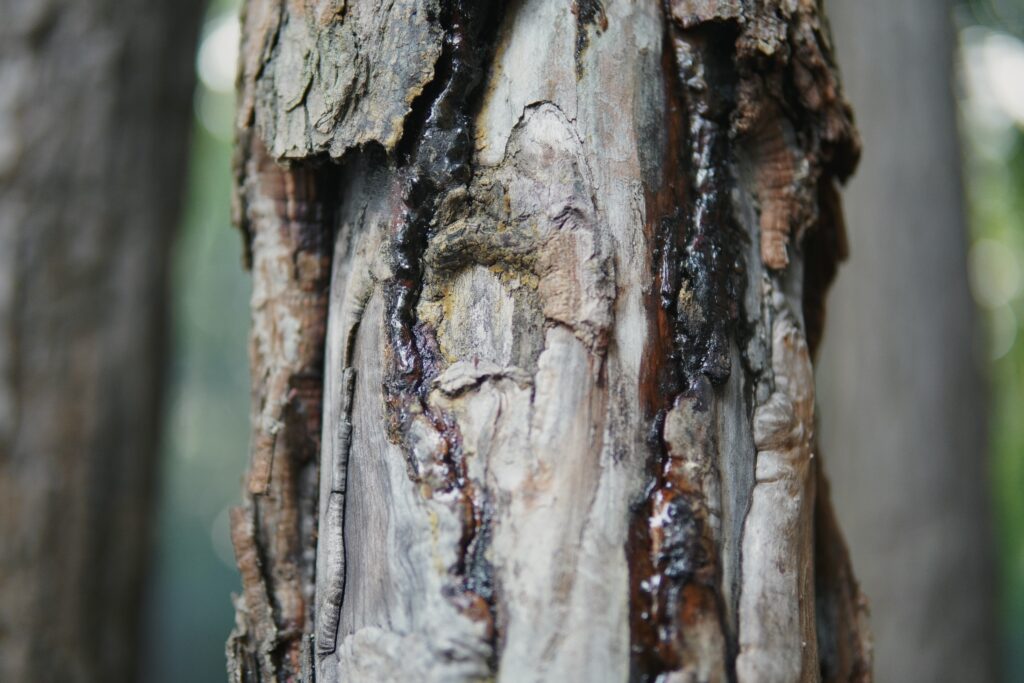 A close-up of tree bark with dark sap oozing from its crevices, highlighting the tree's natural healing process.