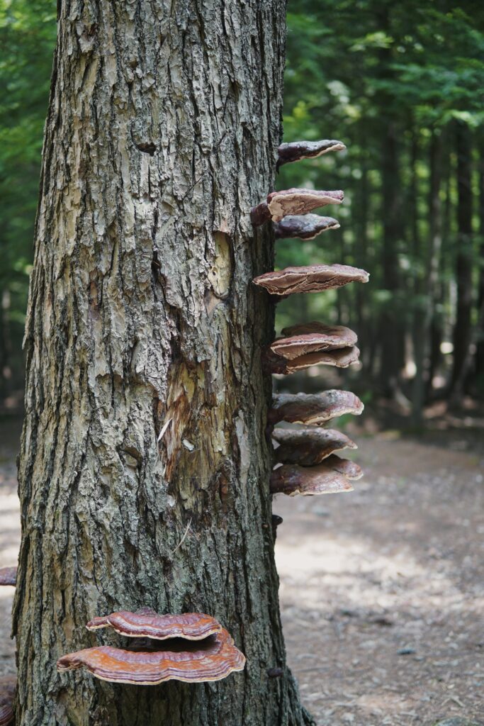 A series of shelf mushrooms growing vertically along the trunk of a tree in a forest setting.